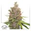 Glueberry O.G. autoflower - feminisierte Samen 3 Stück Dutch Passion