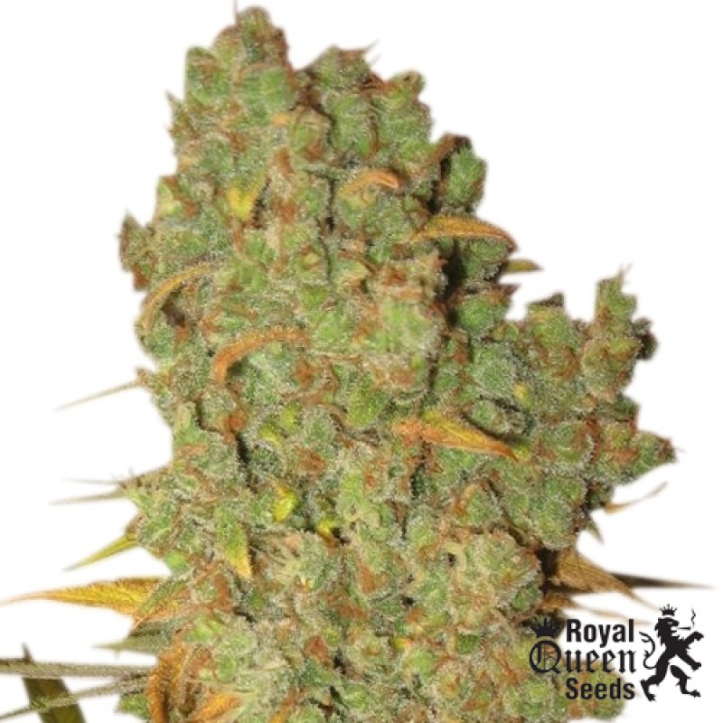 Special Kush n. 1 - feminizovaná semínka 3 ks Royal Queen Seeds