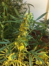 Super CBDx Somango x SCBDx feminizovaná semena