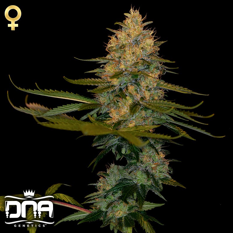 Exodus Kush - 3 feminizowane nasiona genetyki DNA