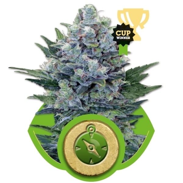 Northern Light Automatic -  samokvitnúce semienka 100 ks Royal Queen Seeds