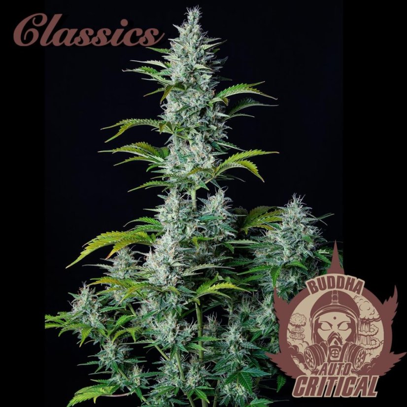 Buddha Autoflowering Critical, 3 ks, Buddha Seeds