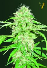 Victory Seeds Super Mazar Auto feminizovaná semena