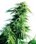 Hindu Kush - семена 10 бр. стандартизирани семена Sensi