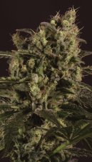 Super CBDx Sage 'n' Sour x SCBDX feminizovaná semena