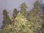 Big Bud - Nasiona 10 sztuk standardowych nasion Sensi Seeds