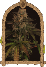 Exotic Colours - feminizované semená, 10 ks, Exotic Seed