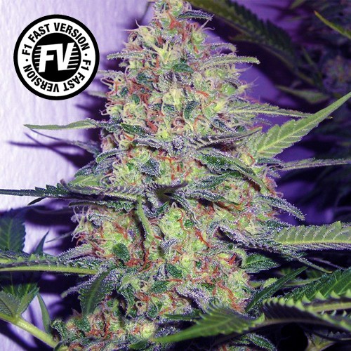 Green Poison Fast Version - Feminized Seeds 3pcs Sweet Seeds