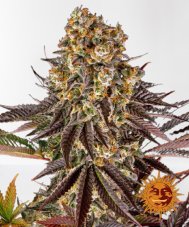 GELATO 45 nasiona feminizowane 10 szt Barney´s Farm