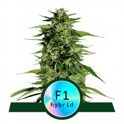 Hyperion F1 - automatycznie kwitnące nasiona marihuany 10 sztuk, Royal Queen Seeds