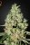 Super Critical - 3 pcs of feminized seeds Green House Seeds