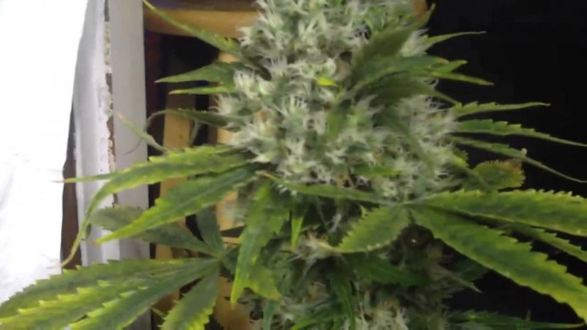 Shining Silver Haze - feminizovaná semínka 10 ks Royal Queen Seeds