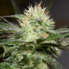 Lemon Sorbet - feminizované semená 3ks, Silent Seeds