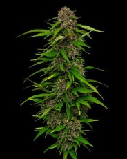 Squirt - feminizované semienka marihuany 10 ks Humboldt Seed Company