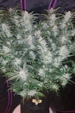 Mexican Airlines Auto Feminisierte Samen - 1