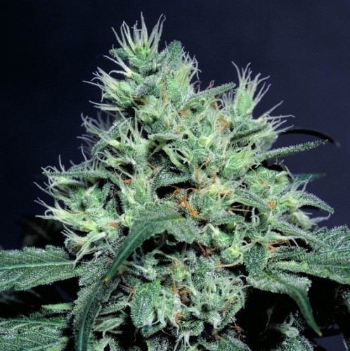 Dutch Dragon 3 ks, feminizované semená Paradise Seeds