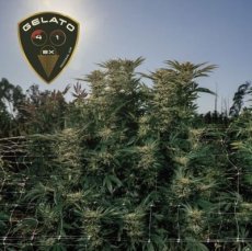 Gelato 41 BX Auto Feminisierte Samen - 3