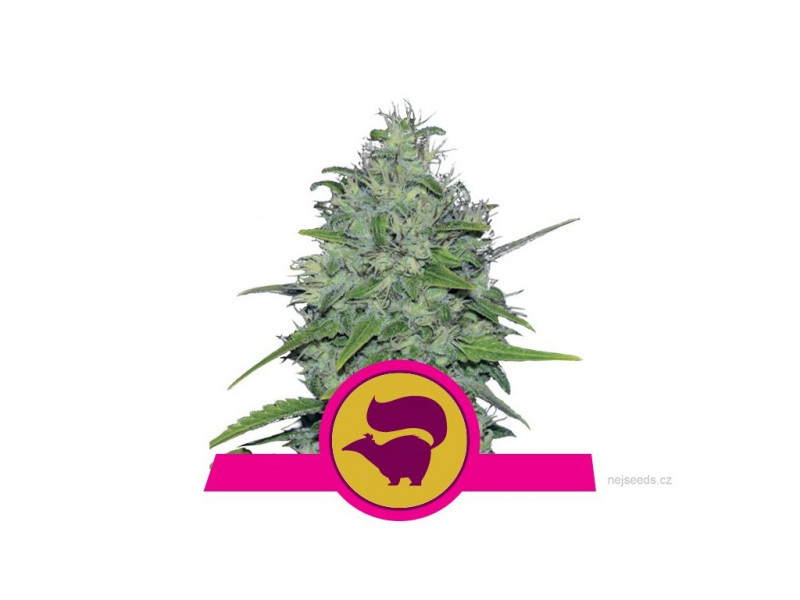 Skunk XL Feminized 3ks, Royal Queen Seeds