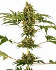Sensi Seeds Sensi #34 CBD samonakvétací semena