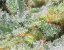 AutoWhite Widow® - autoflowering Seeds 7 pcs Dutch Passion