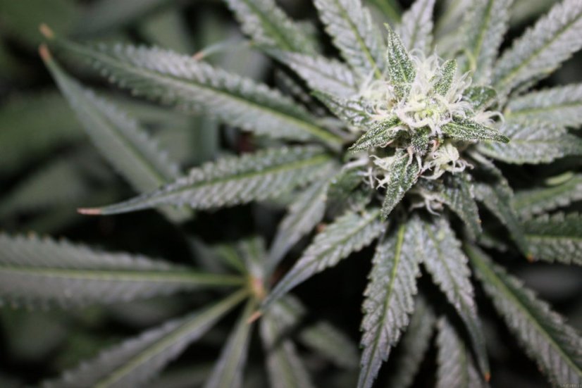 Phatt Fruity – feminizované semienka 5 ks Barney Farms