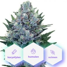 SpecialMedic CBD - 10pcs Cannapio feminized seeds