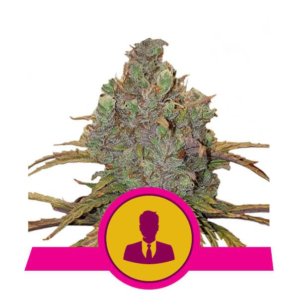 El Patron - feminized seeds 3 pcs Royal Queen Seeds