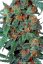 Orange Bud - feminizovaná semínka 3 ks Dutch Passion