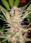S.A.D. Fast Version - semillas feminizadas 3 pcs Sweet Seeds