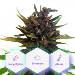 Auto Purple CBD - self-flowering seeds Cannapio Premium 3 pcs