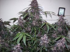 Bloody Skunk Auto - samonakvitacie semienka 3 ks Sweet Seeds