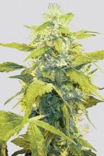 Bubblelicious - 5 pcs of feminized Nirvana seeds