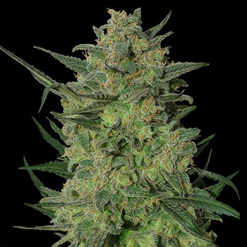 LSD - феминизирани семена Barney's Farm 5 бр.