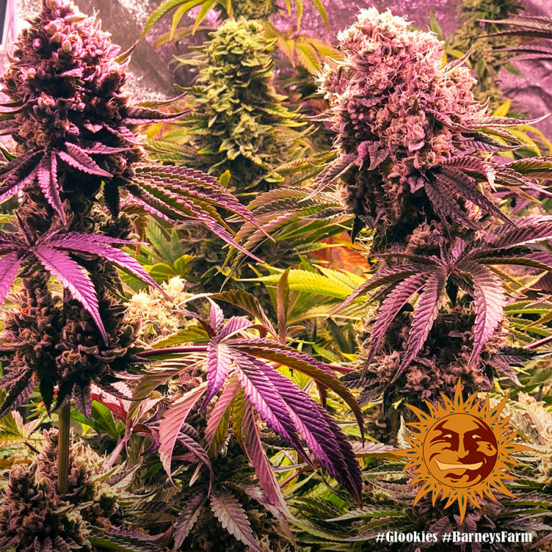 Glookies - feminisierte Marihuana Samen 3 Stück Barney's Farm