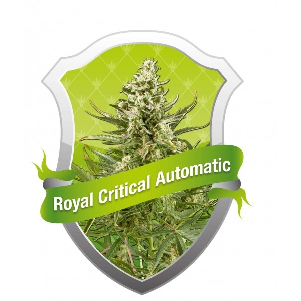 Royal Critical Automatic - feminizovaná a samonakvétací semínka 5ks Royal Queen Seeds