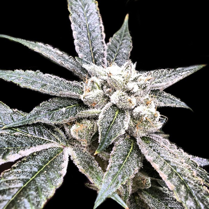 Golden Berry - 3 ks feminizovaných semínek DNA Genetics