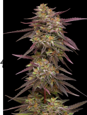 Humboldt Seed Company COB Salad Feminized Seeds