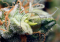 "Banana spots" on cannabis: What causes them?