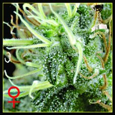 NL5 Haze Mist 10 ks, feminizované semená Green House Seeds