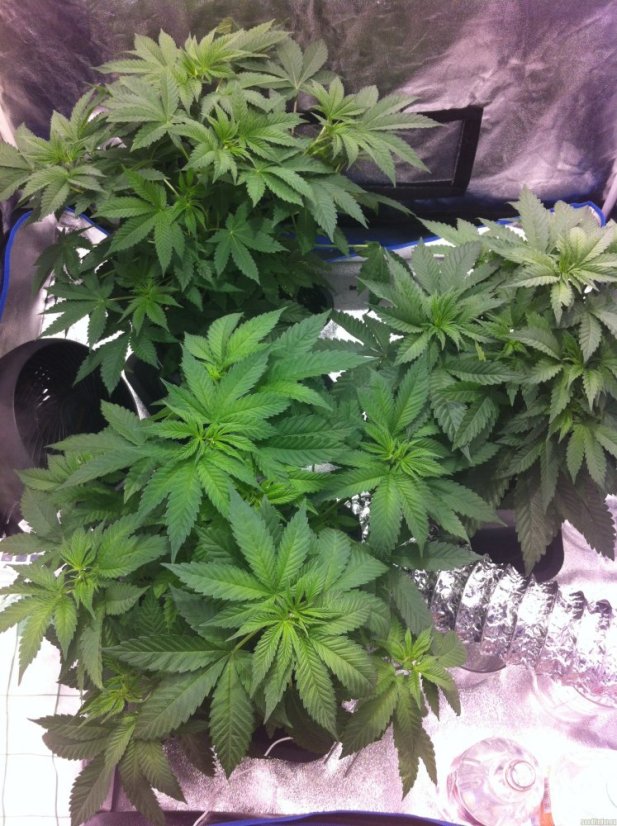 Vanilla Kush – feminizovaná semínka 5 ks Barney's Farm