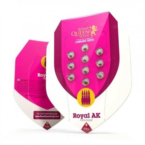Royal AK feminizované semienka 3 ks Royal Queen Seeds