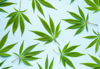 Cannabisblätter: Wie unterscheiden sie sich und wie kann man sie verwenden?