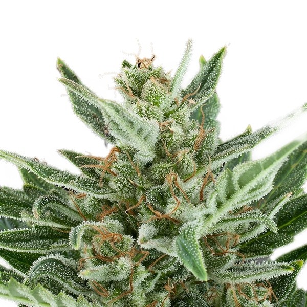 Easy Bud - samonakvétací semínka 10 ks Royal Queen Seeds