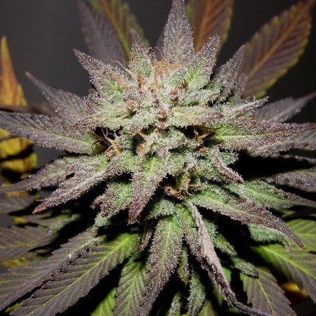 Blue Widow 10 ks feminizované semienka Dinafem