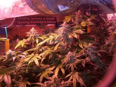 Sheherazade 10 ks, feminizované semená Paradise Seeds