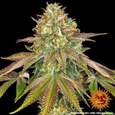 Wedding Cake - feminized seeds 5 pcs, Barney´s Farm