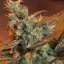 Jack 47 Fast Version - feminizované semienka 10 ks Sweet Seeds