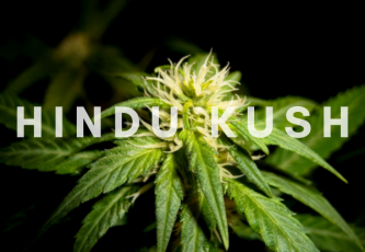 Hindu Kush - indické konopí s vysokým obsahem pryskyřice ideální pro výrobu hašiše
