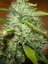 LSD - феминизирани семена Barney's Farm 5 бр.