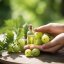 BIO Amla - 100% natural essential oil 10 ml